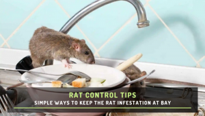 Simple Ways to Keep the Rat Infestation at Bay