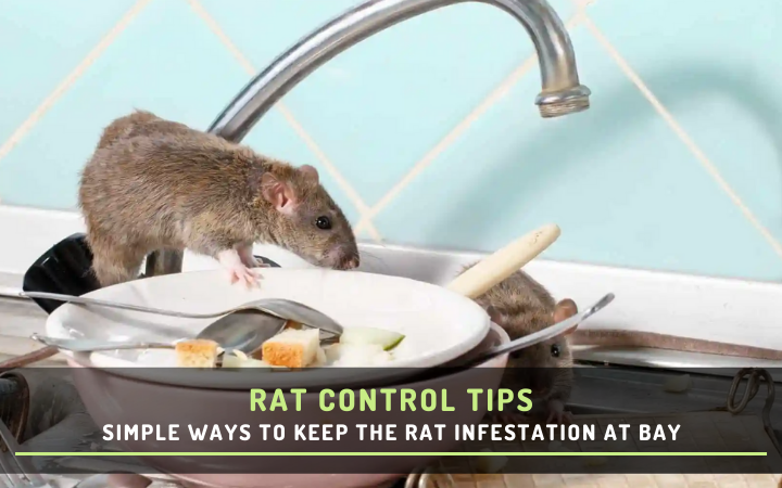 Simple Ways to Keep the Rat Infestation at Bay